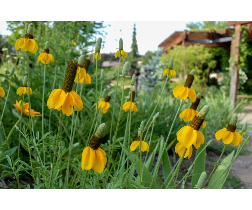 Prairie Coneflower